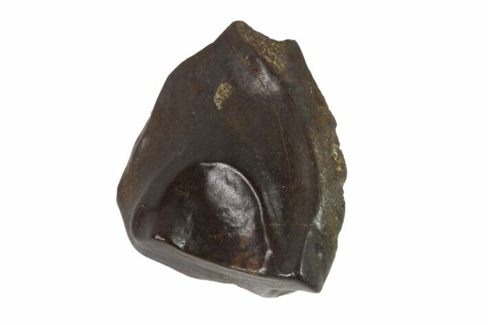 Triceratops Shed Tooth - Montana #93075